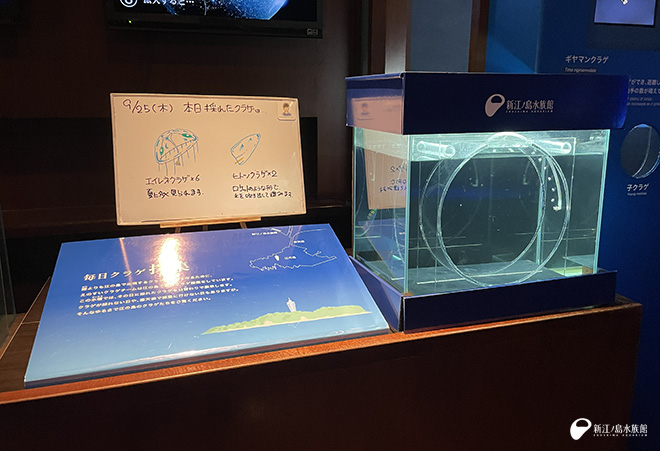 過去の毎日採集水槽