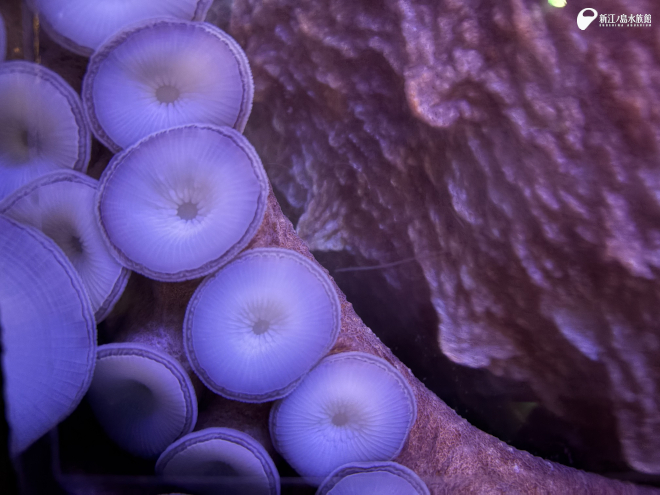 ぷりぷりの吸盤