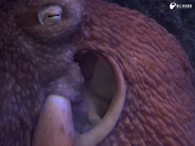 「パカパカする穴」