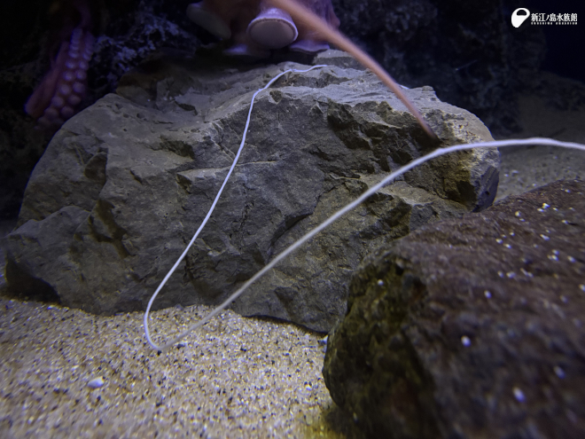 ミズダコの長いフン