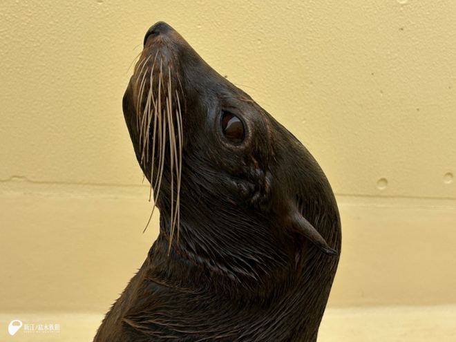 「ライラ」(母親)