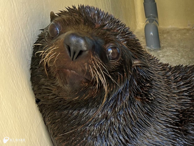 「ムサシ」(父親)