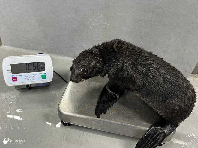数日前の体重測定のようす