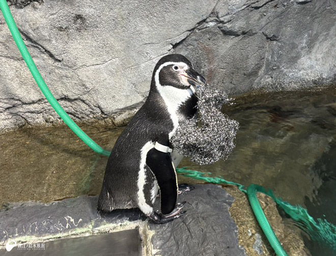 フンボルトペンギン「テン」