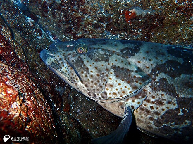 チャイロマルハタ