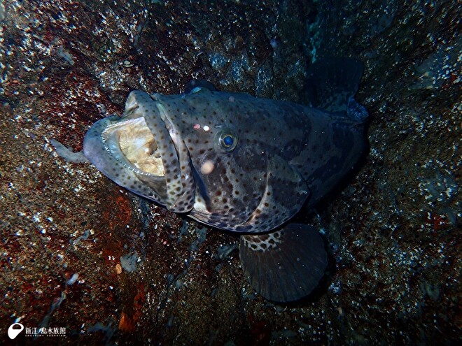 口を開けるチャイロマルハタ