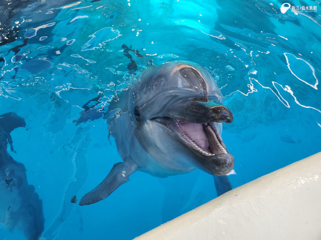 バンドウイルカの「ルイ」