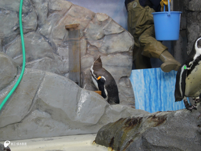 フンボルトペンギン「コハク」
