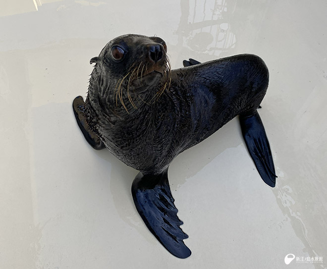 （ 「アポロ」 です！ ）