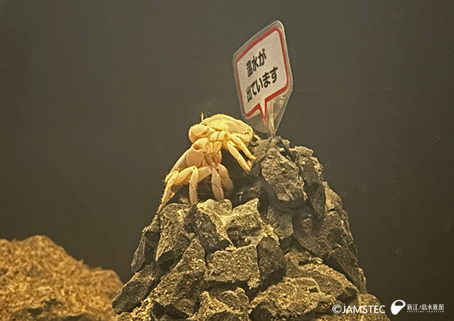温水に集まるユノハナガニ