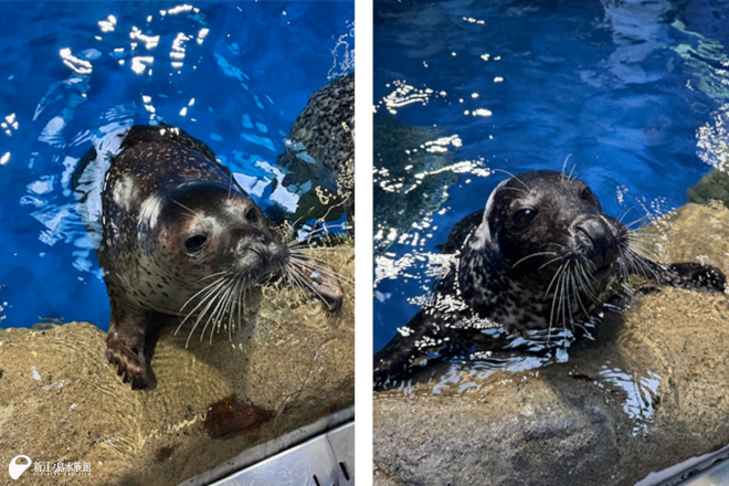 左「ココア」、右「オガ」