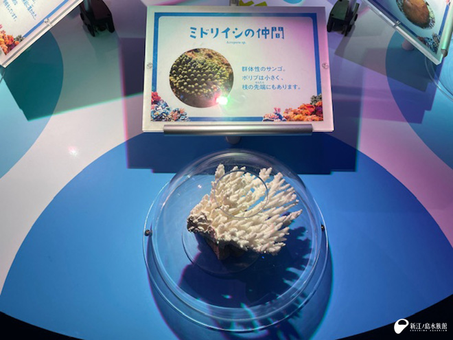 サンゴ骨格アップ
