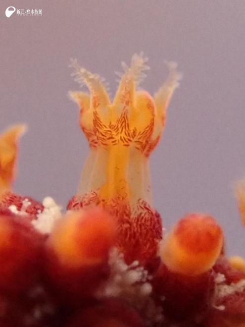 サンゴ（ナンヨウヤギ属の一種）のポリプの拡大図