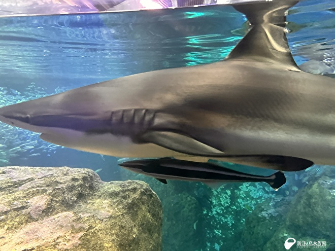 クロヘリメジロザメとコバンザメ