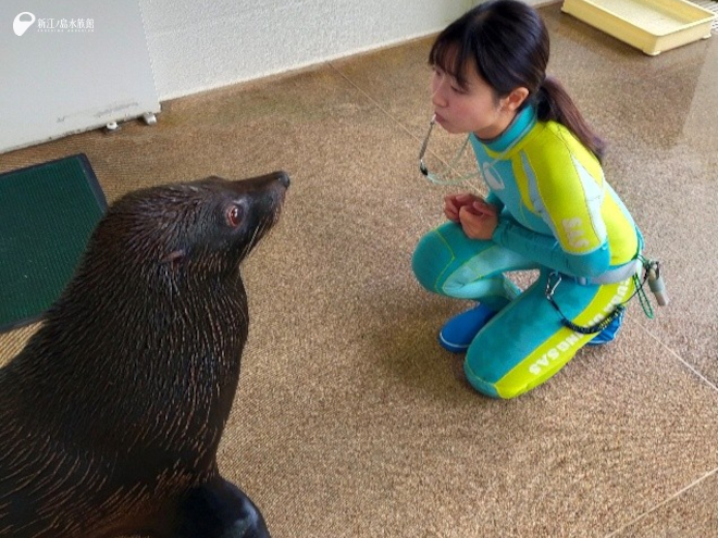 伊藤トリーターと「ムサシ」