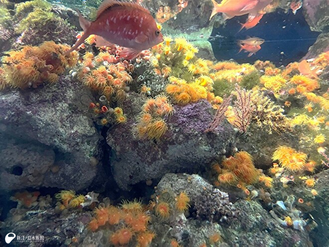 ポリプが開いた状態のキサンゴの仲間たち