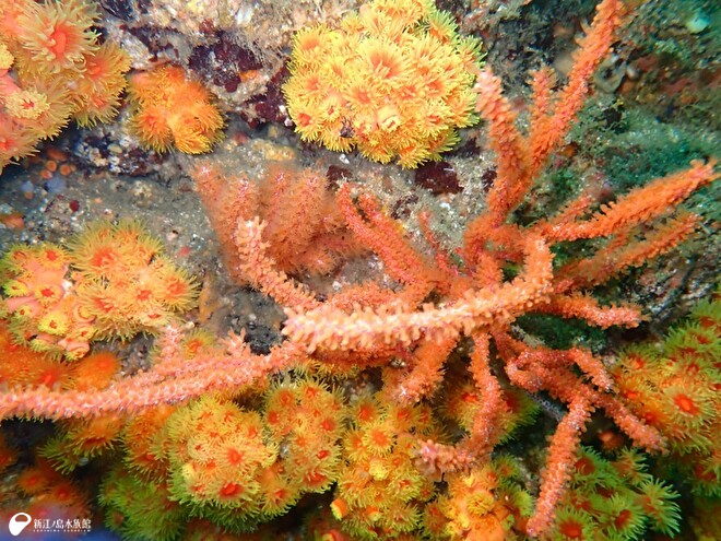 実際に逗子沖で観察したキサンゴの仲間と八放サンゴの仲間