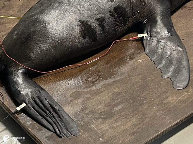 こんな感じでクリップ型の電極を挟みます