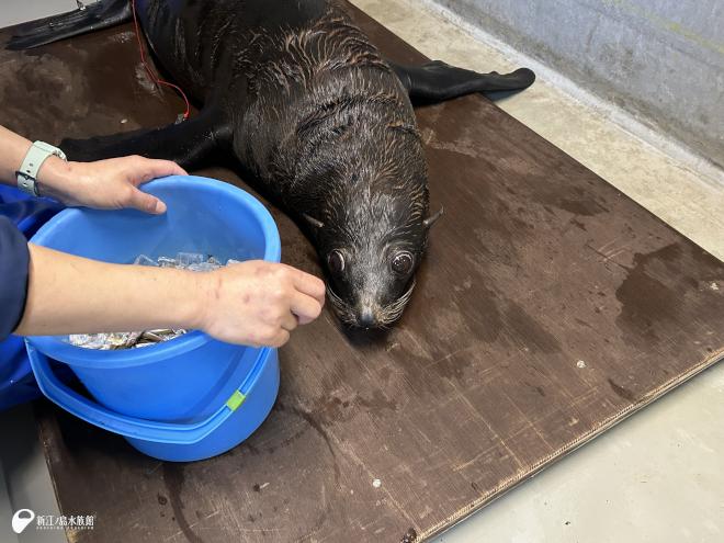 測定中の「ライラ」。動かず待ってくれています。