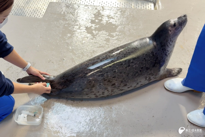 左手で後肢を保持し、針金の先端で採血部位を刺激します