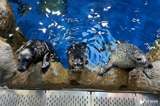 2024年　8月　「オガ」(左)・「ココア」(中央)・「ココ」(右)