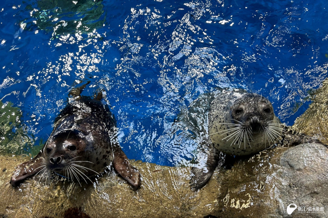 2025年 12月　「ココア」(左)・「ココ」(右)