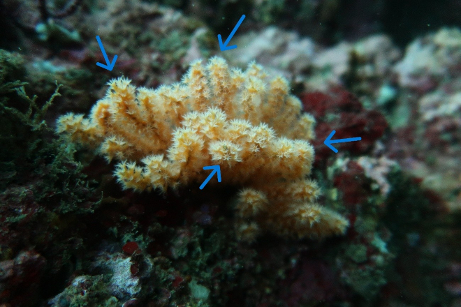 トゲヤギの仲間