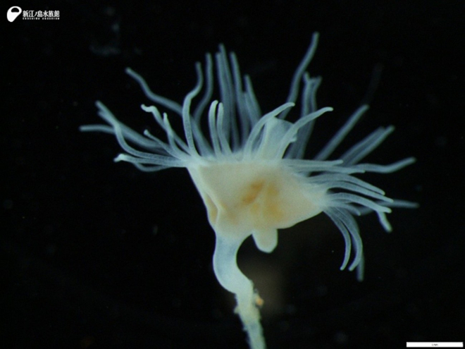 クラゲ（サカサクラゲ属の一種）のポリプの拡大図