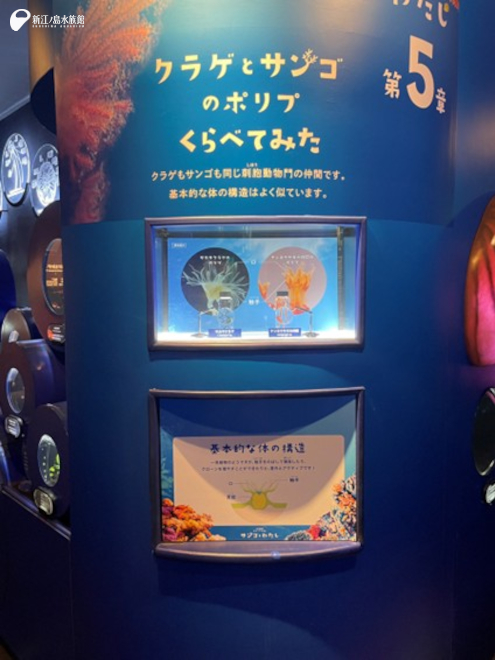 クラゲサイエンス「サンゴとクラゲ くらべてみた」