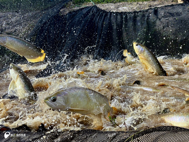 池上げ中の成長したバンジャールレッドたち