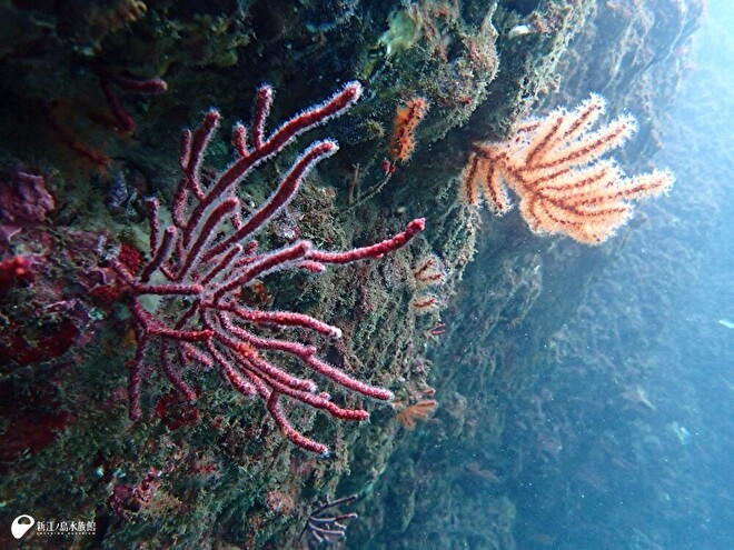 江の島周辺で見られる八放サンゴ類