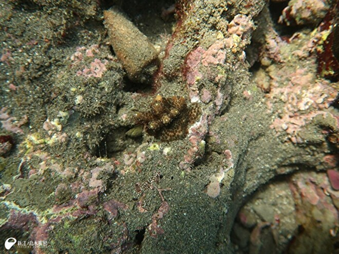 よく見ると中央に少しトゲトゲしたような盛り上がりをみせるミドリイシが写っています