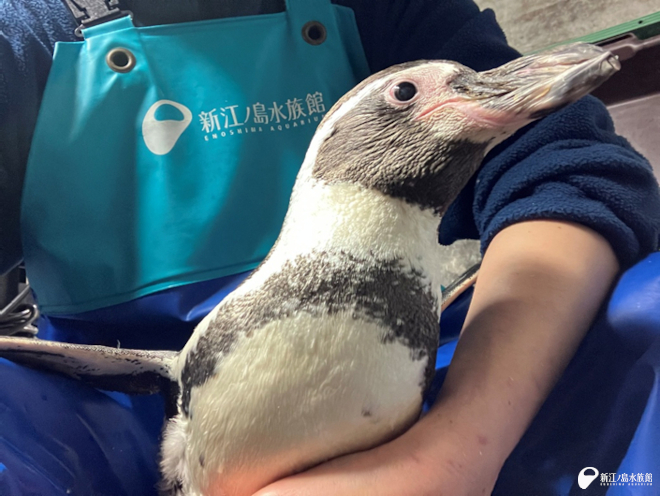 リハビリテーション後のサニー（2026年1月2日撮影）