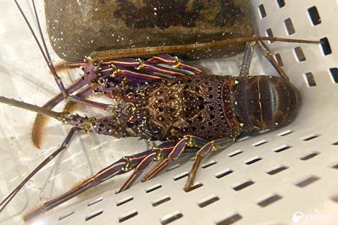 カノコイセエビ