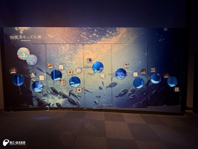 相模湾ゾーン 相模の海の水槽群 相模湾キッズ水槽
