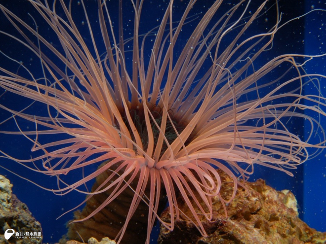 ヒメハナギンチャク