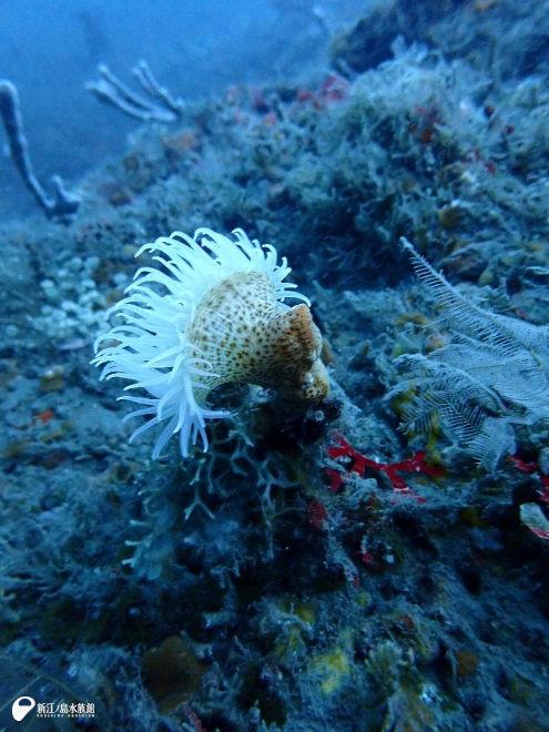 ナシジイソギンチャク