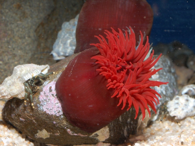 ウメボシイソギンチャク