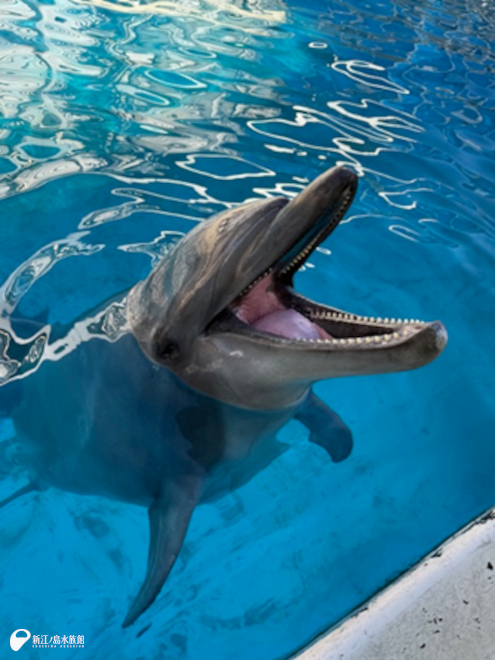 バンドウイルカ「シリアス」