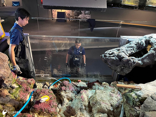 逗子沖サンゴの水槽だけ落水します