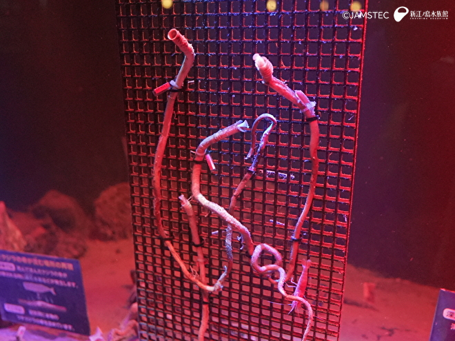 サガミハオリムシ