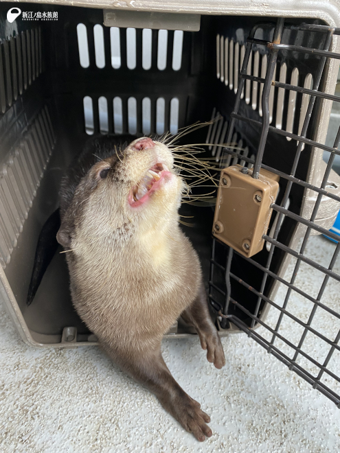 ケージの中の「カシワ」