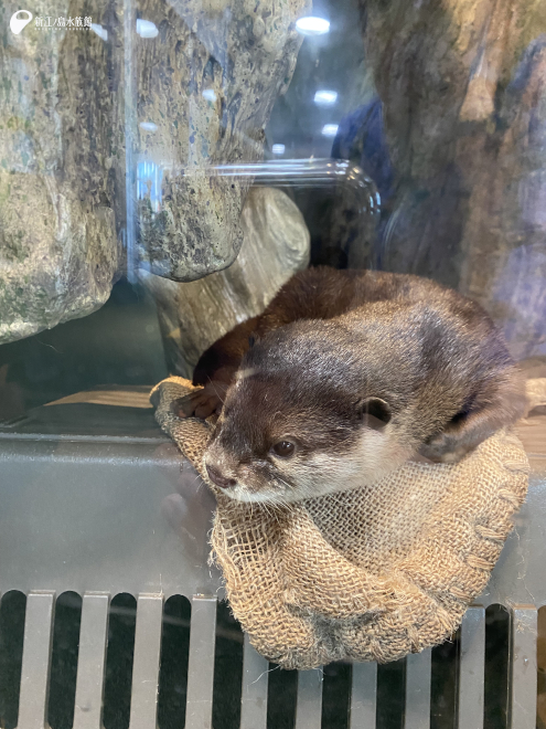 「オモチ」に似ていますが「カシワ」です