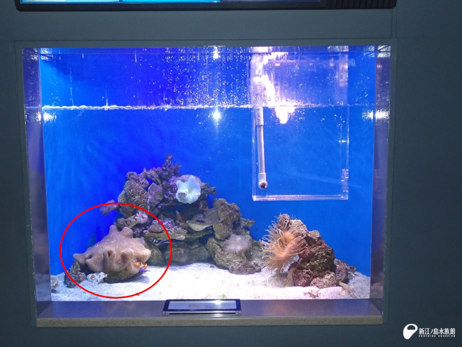 えのすいに来た頃のアラビアハタゴイソギンチャク（5年前）