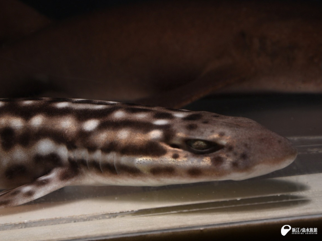 サンゴトラザメ