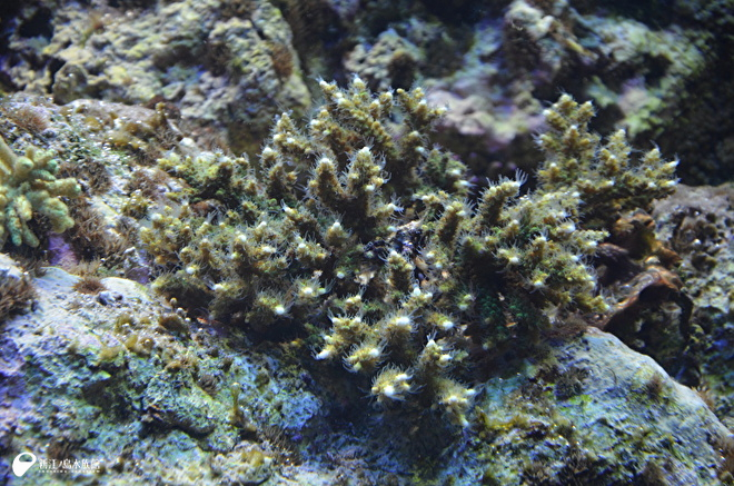 エダミドリイシ　