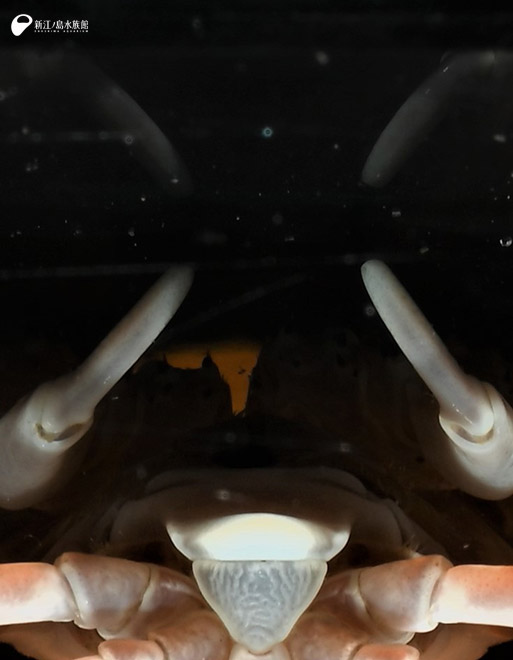 新たな生物が登場予定