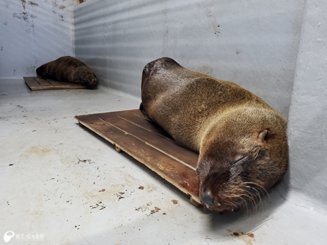 奥側：「アポロ」、手前側：「ルシア」