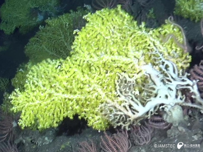 ウフアガリアカサンゴスナギンチャク