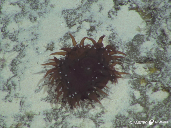 フルイサンゴ科の一種